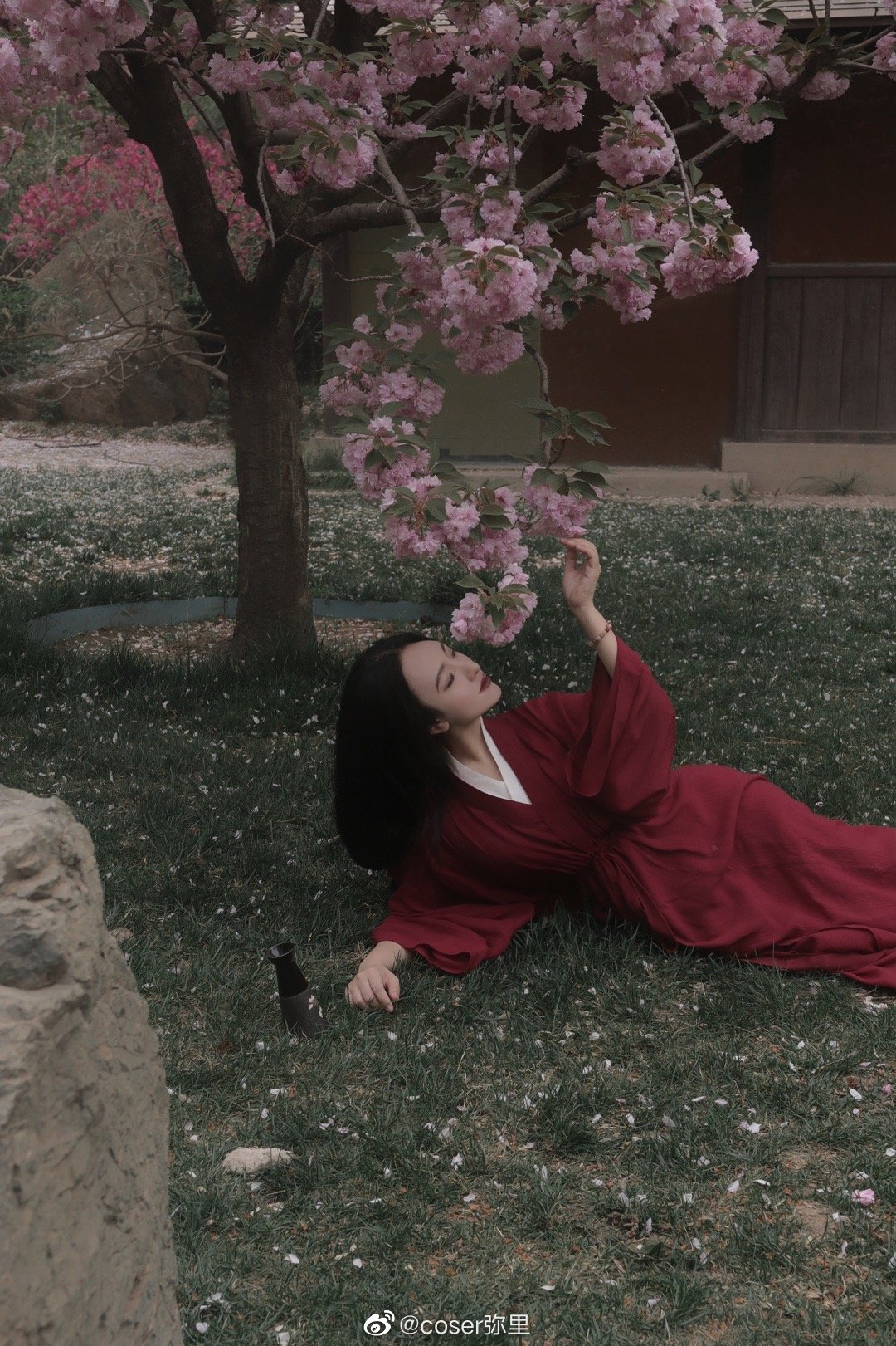 【汉服写真】 樱花 山下梅子酒熟了@coser弥里-米哈社